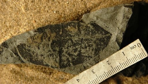 Melicocca immutata