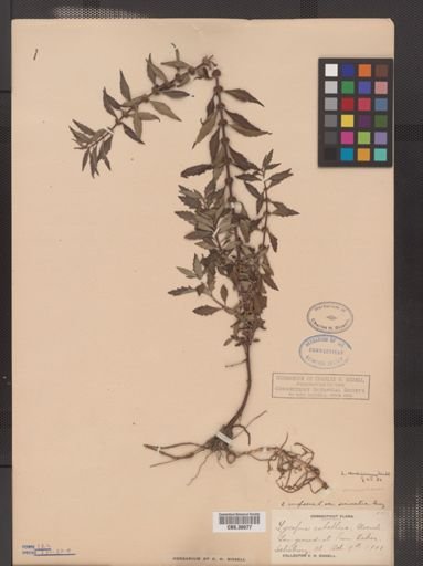 Lycopus americanus