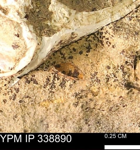 undet. Bivalvia