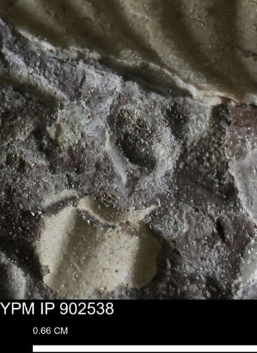undet. Bivalvia