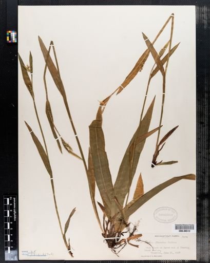 Carex albursina