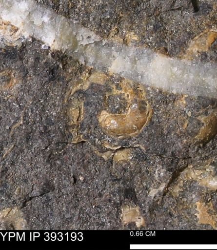 undet. Scaphitidae
