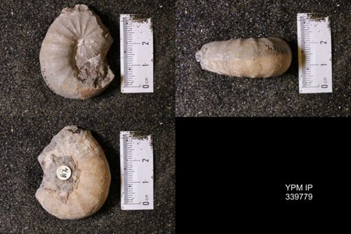Scaphites whitfieldi