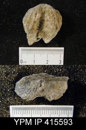 Platystrophia sp.