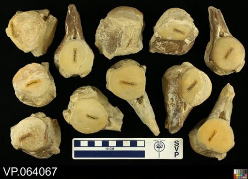 undet. Mosasauridae