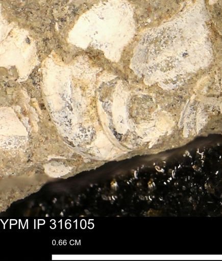 undet. Gastropoda