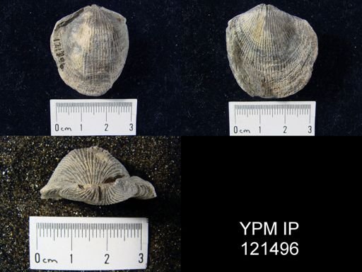 Atrypa reticularis
