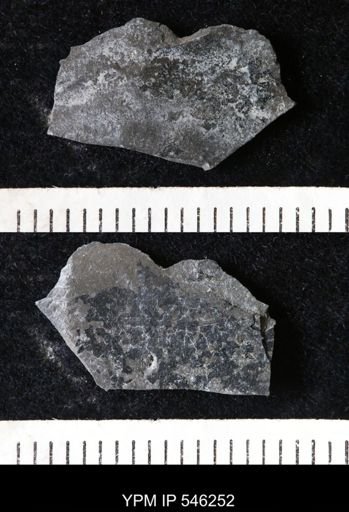 undet. Eurypterida