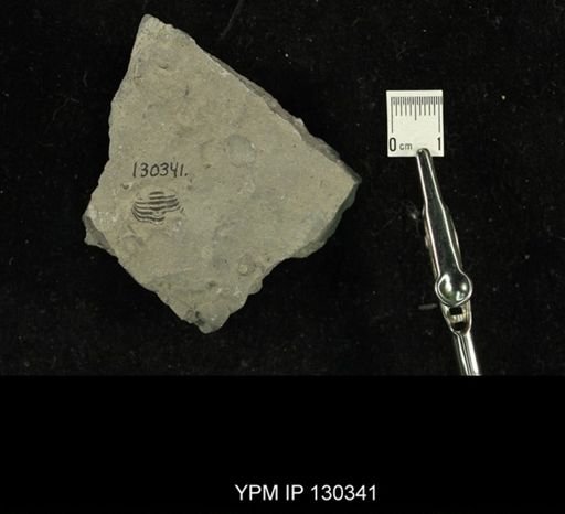 Phacops rana