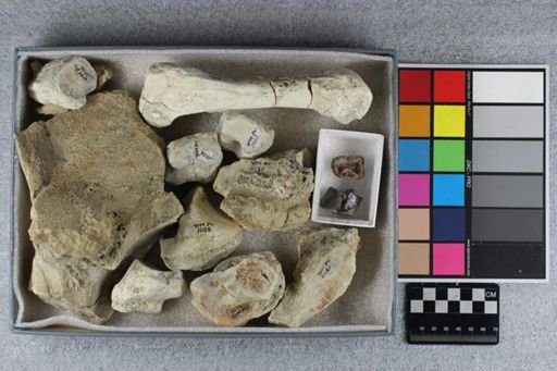 Titanotherium sp.