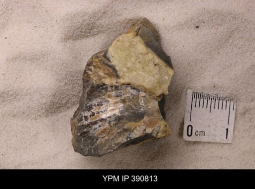 undet. Scaphitidae