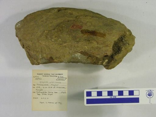 Elephas planifrons