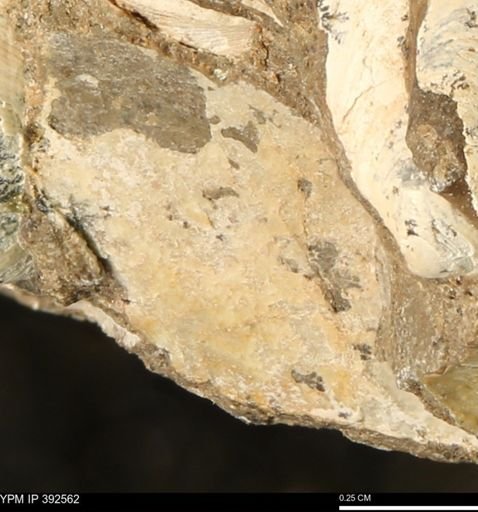 undet. Ostreidae