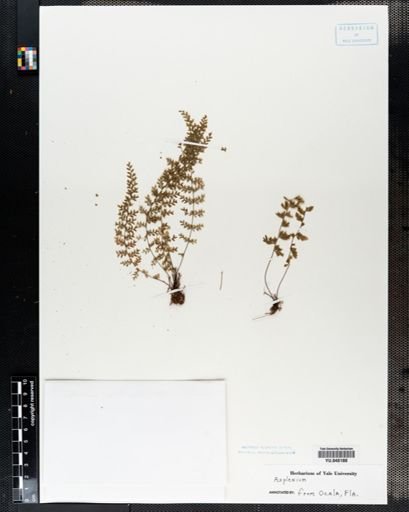 Asplenium