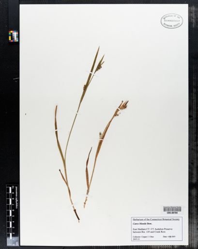 Carex blanda