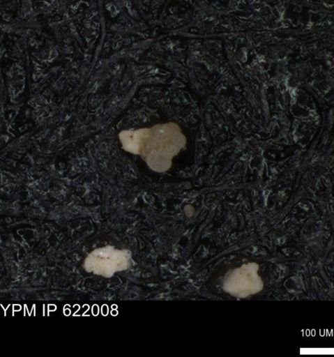 undet. Rugoglobigerinidae