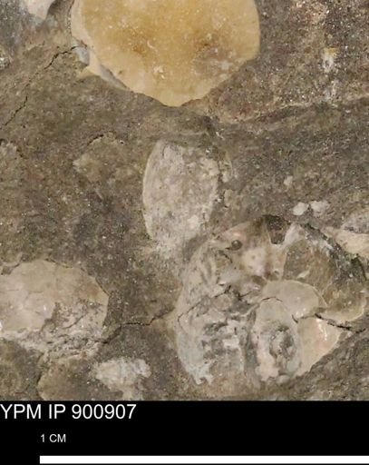 undet. Mollusca