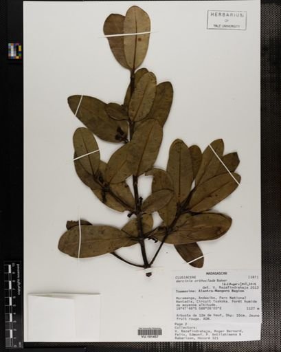 Plantae