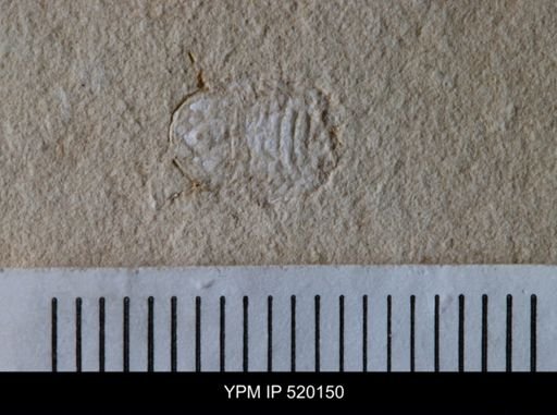undet. Cheloniellida