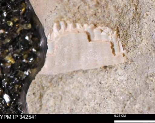 undet. Bivalvia