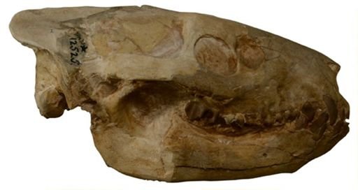 Genetochoerus periculorum