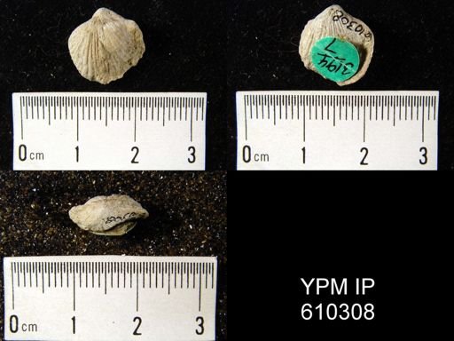 Atrypa sp.