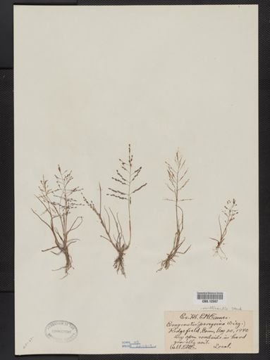 Eragrostis multicaulis