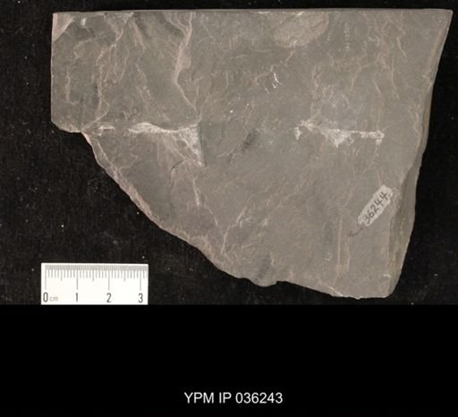 Mormolucoides articulatus