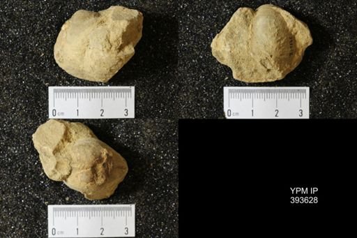 Corbicula?
