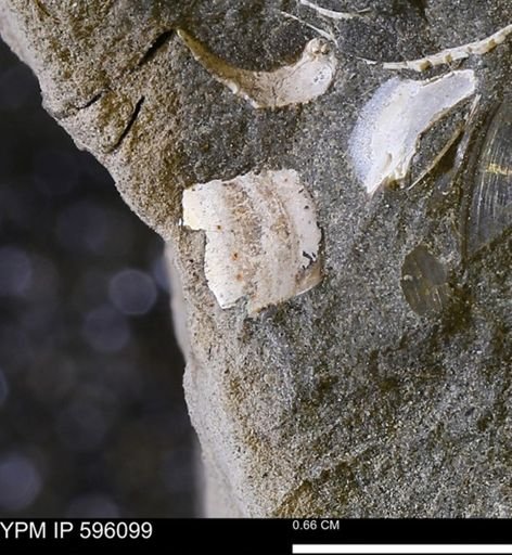 undet. Mollusca