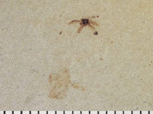 undet. Coleoptera