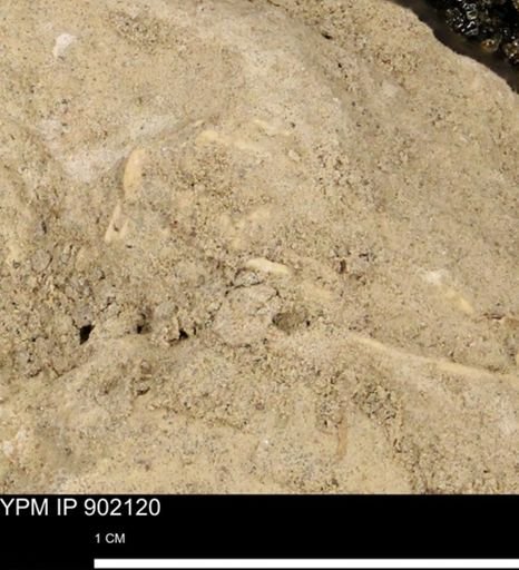 undet. Inoceramidae