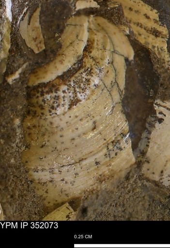 undet. Bivalvia