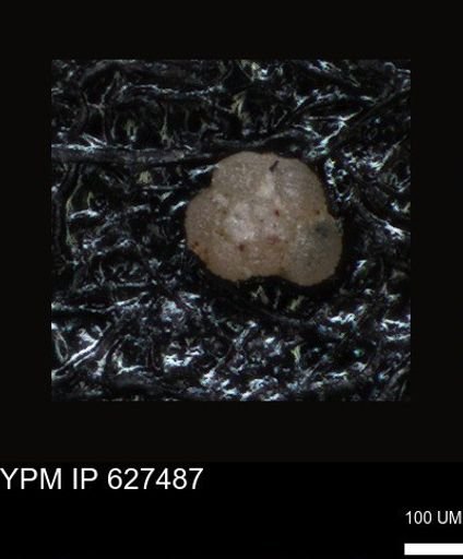 undet. Foraminiferida