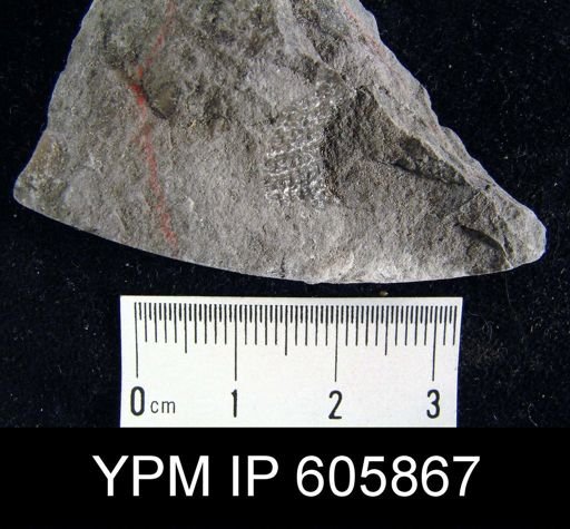 Pustula nebrascensis