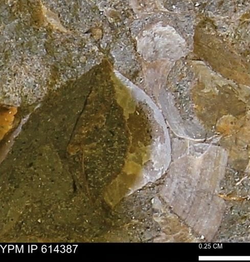 Limopsis striatopunctatus