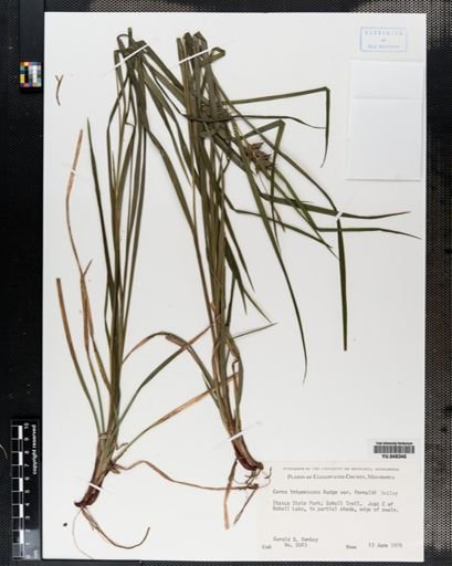 Carex intumescens
