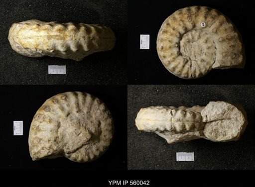 undet. Ammonoidea