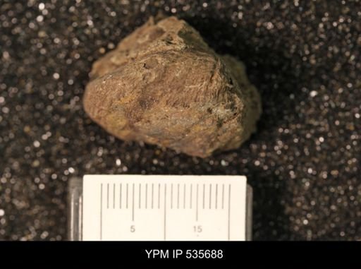 Productus praelongus