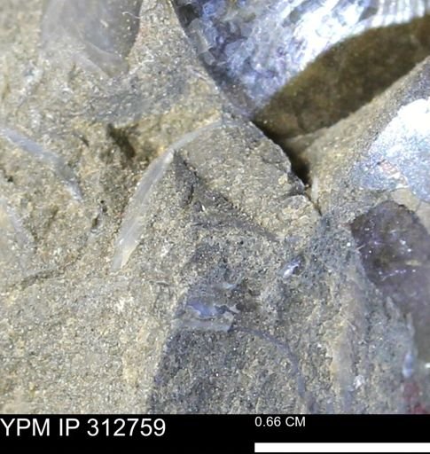 undet. Mollusca