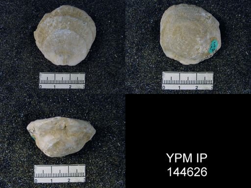 Derbya hemisphaerica