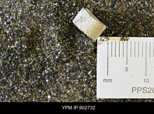 Baculites sp.