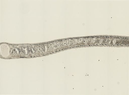 Turbellaria