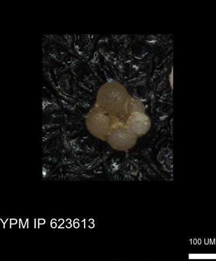 undet. Rugoglobigerinidae