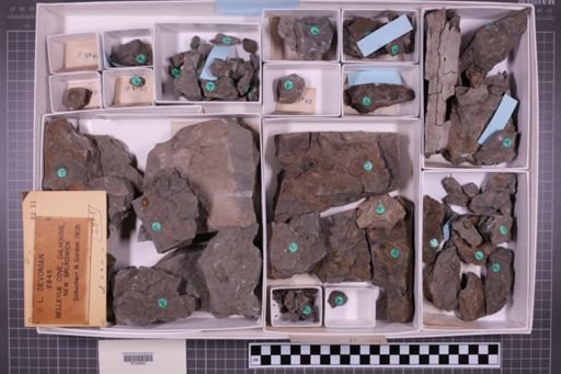 mixed taxa, stratigraphic collection
