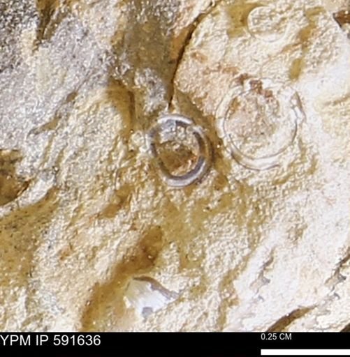 Serpulidae
