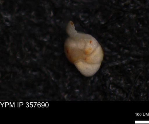 undet. Foraminiferida