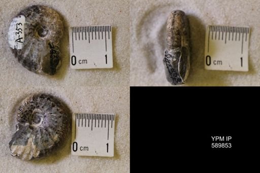 Jeletzkytes nebrascensis