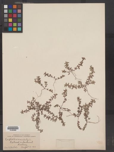 Euphorbia maculata