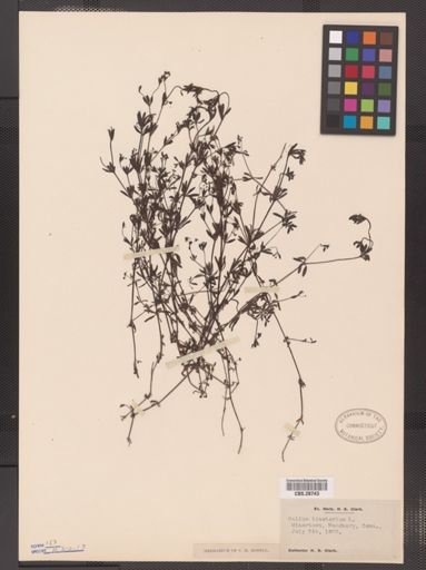 Galium tinctorium